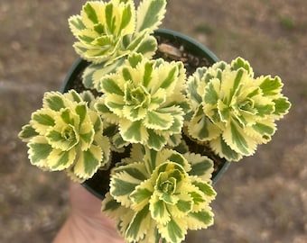 Sedum takesimense Atlantis 2” 4” rare succulent gift cold hardy snow hardy succulent plant
