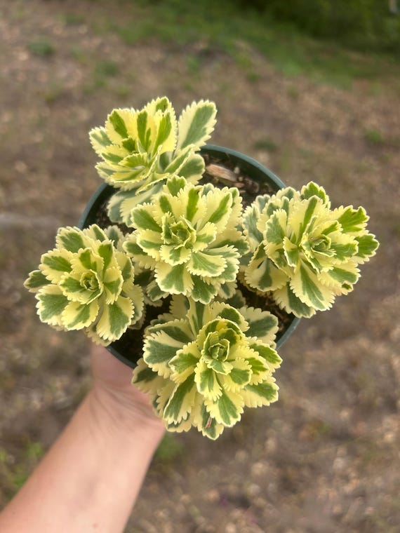 Sedum Takesimense Atlantis Succulent Plant – Variegated Cold Hardy
