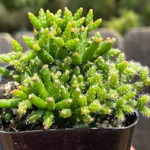 May include: A small green cactus plant with many stems and white spines growing in a black plastic pot.