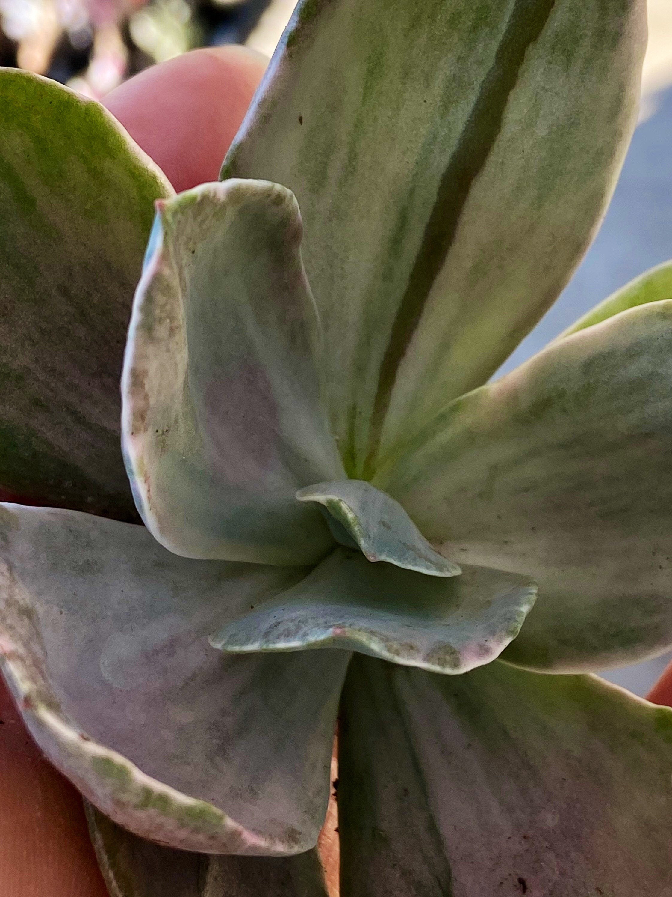 Echeveria Decora 4 beautiful pink and green | Etsy