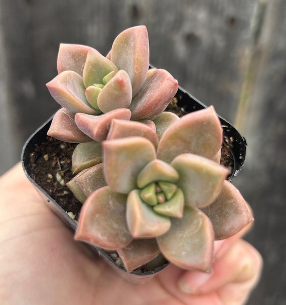 Graptosedum Alpenglow Vera Higgins 2 - Etsy