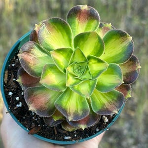 4” Aeonium Shaohua Rare Korean Succulent  Collector rooted plant