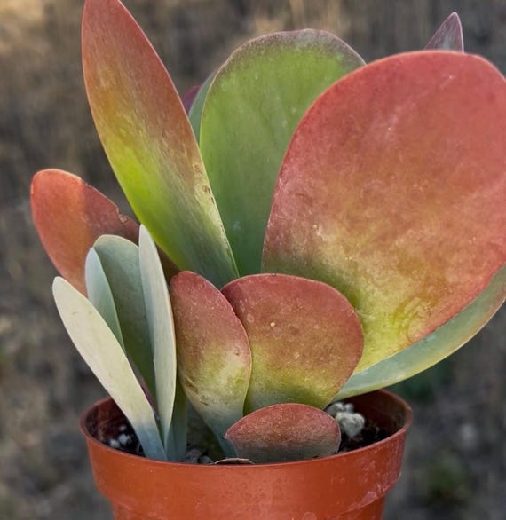 Paddle Plant Kalanchoe Luciae 2 and 4 Flapjack Red Succulent - Etsy