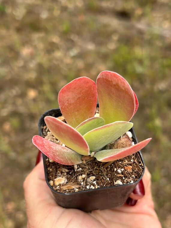 Paddle Plant Kalanchoe Luciae 2 and 4 Flapjack Red Succulent - Etsy