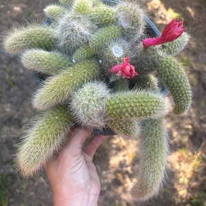 Monkey tail cactus cleisto 13+ pups - you receive a loaded hanging pot