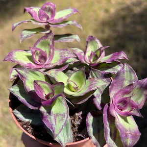 Dragon Tail Tradescantia - Etsy