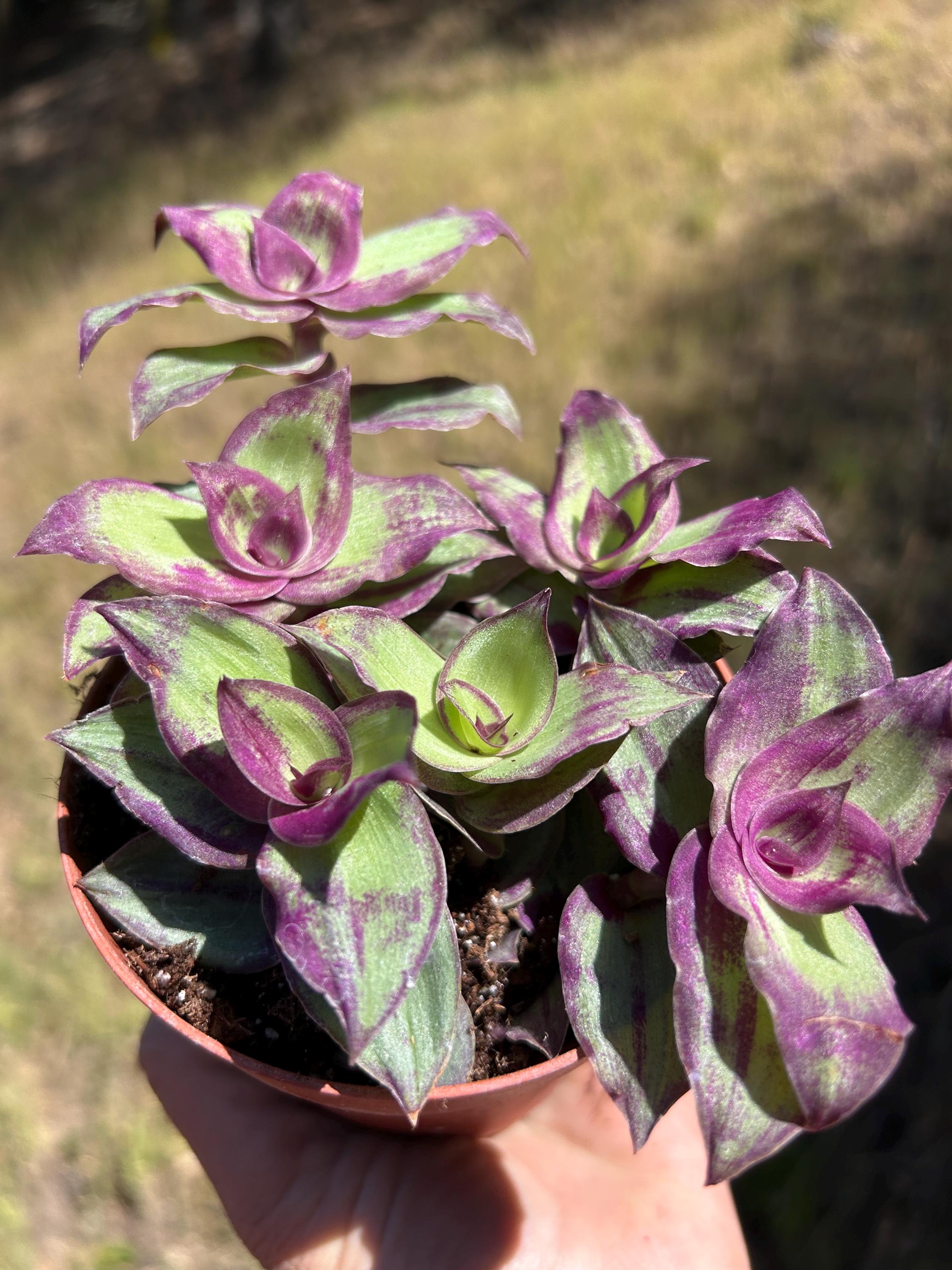 Dragon Tail Monstera - Etsy