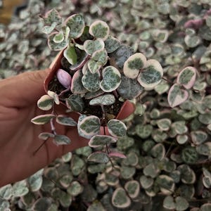 String of hearts variegated pink succulent 2” ceropegia woodii live plant gift - read description