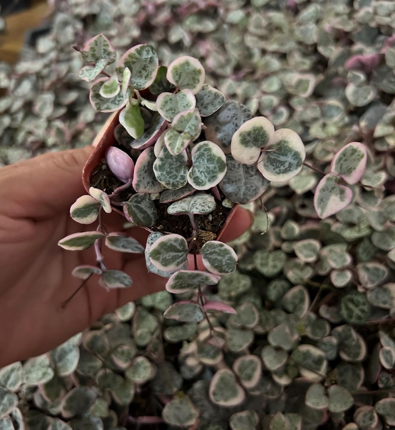 String of hearts variegated pink succulent 2” ceropegia woodii live plant gift vsoh image 2