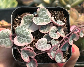 String of hearts variegated pink succulent 2” ceropegia woodii