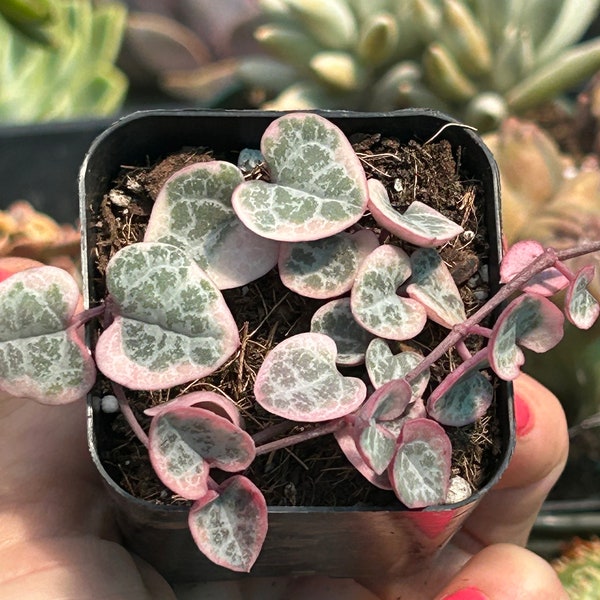 String of hearts variegated pink succulent 2” ceropegia woodii
