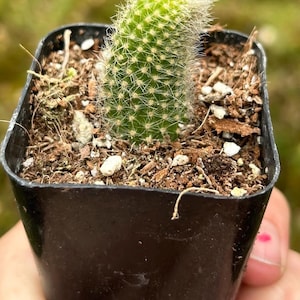 May include: A small green cactus with white spines and a fuzzy top growing in a black square pot.