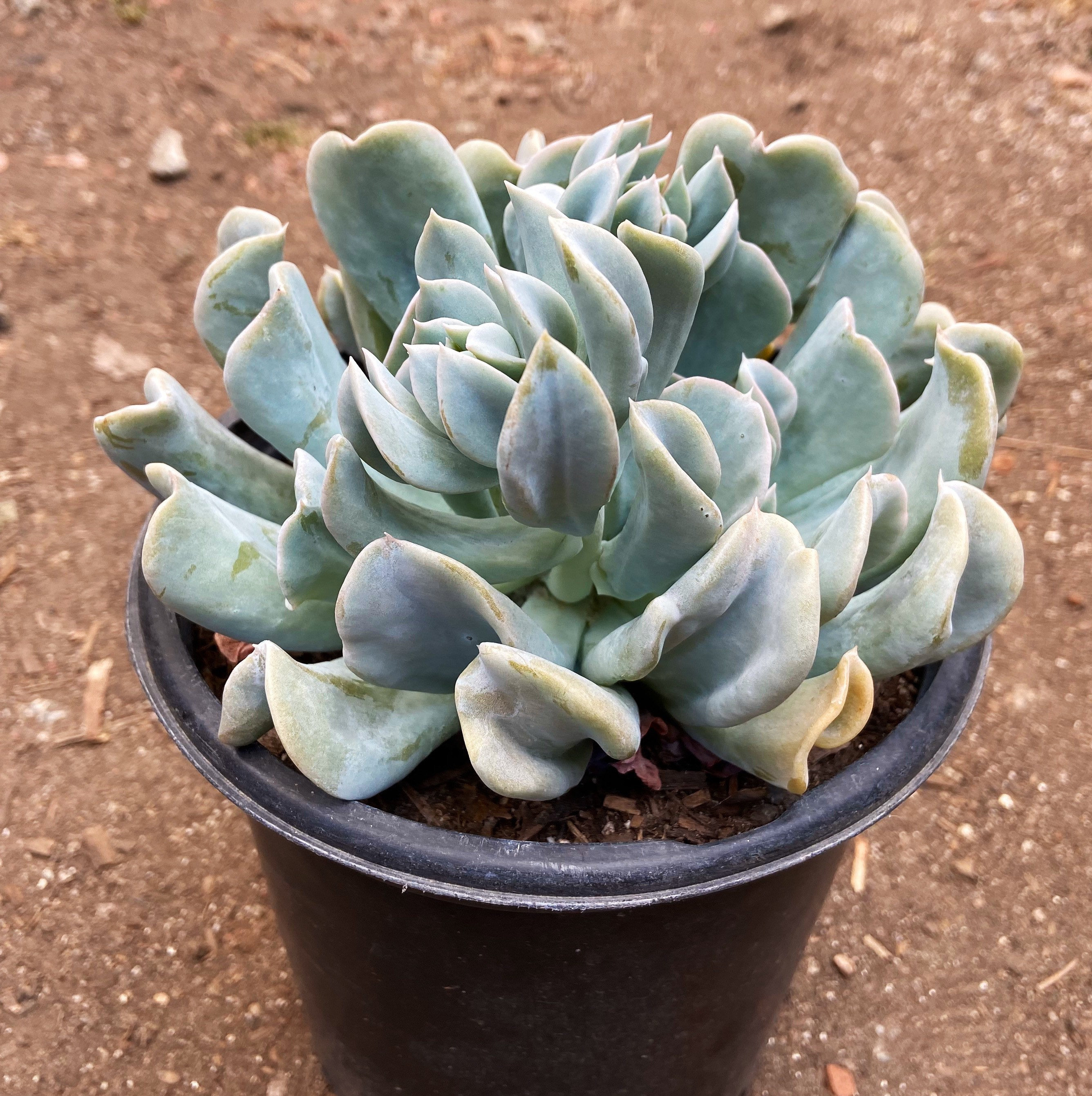 Extra Large Succulents Landscaping Plants 3 Gallon Succulents Etsy