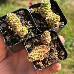 May include: Three small black square pots each containing a succulent plant. The succulents have green, yellow, and pinkish-orange leaves. The plants are held in a person's hand against a blurred green background.