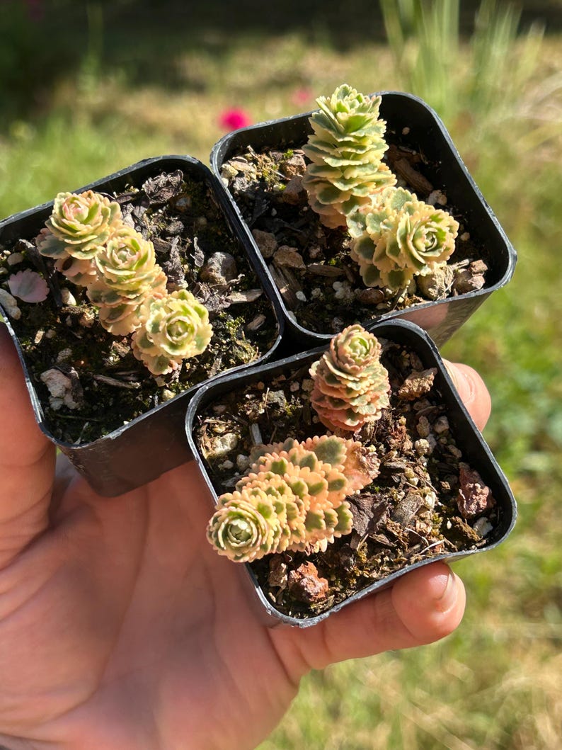 May include: Three small black square pots each containing a succulent plant. The succulents have green, yellow, and pinkish-orange leaves. The plants are held in a person's hand against a blurred green background.