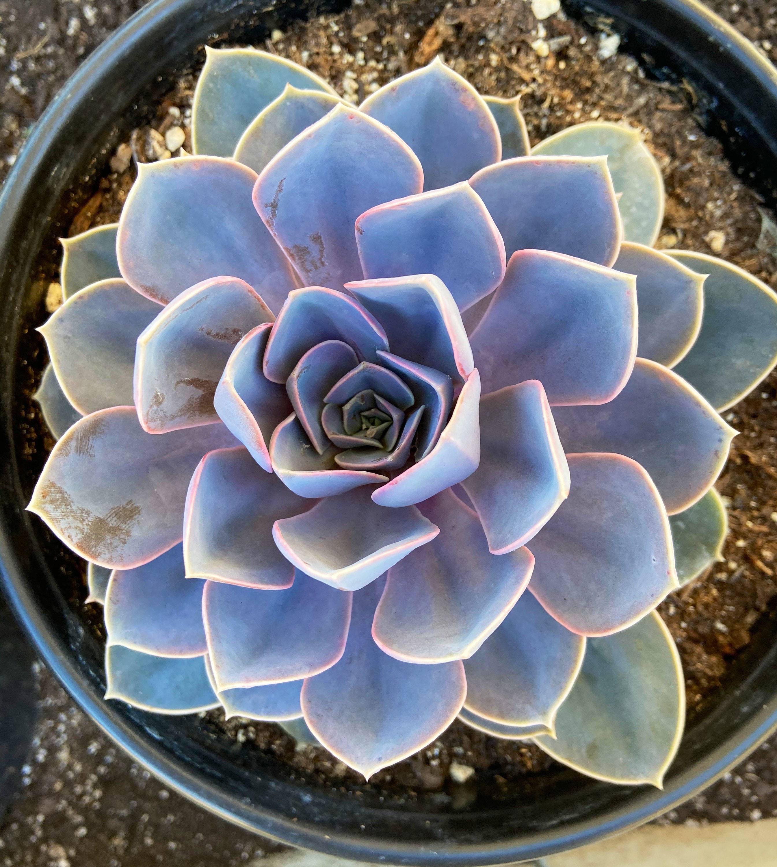 Extra Large Succulents Landscaping Plants 3 Gallon Succulents Etsy