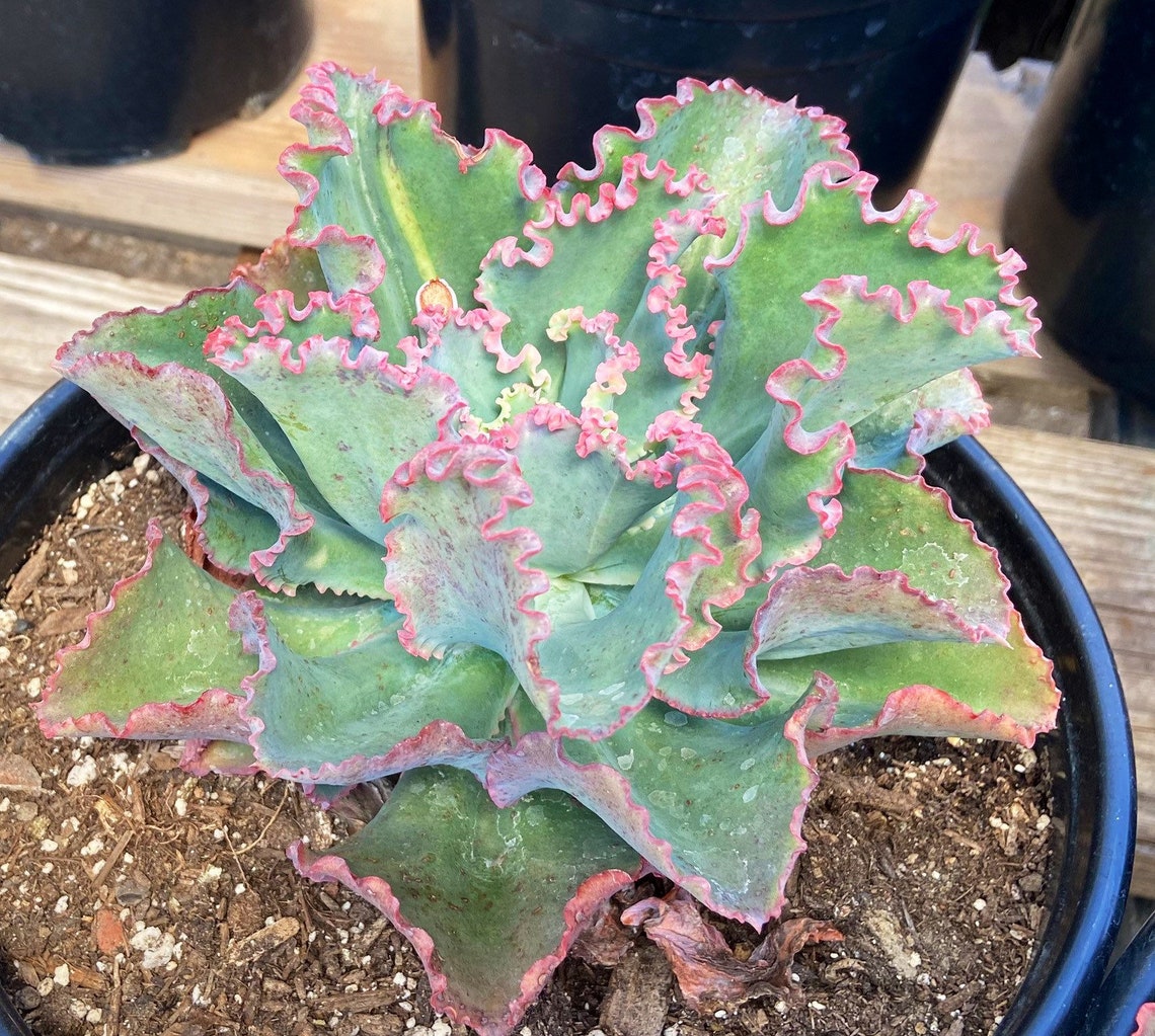 Extra Large succulents landscaping plants 3 gallon succulents Etsy