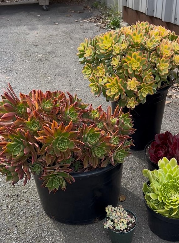 Extra Large Landscaping Succulent Plant (3 or 6 Gallon Pot) - Etsy