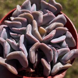 Echeveria cubic frost 3 pack 3” pot