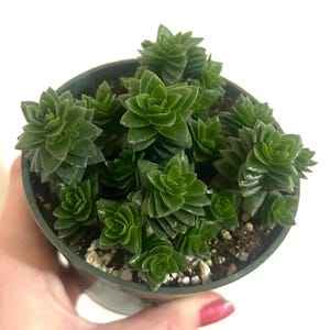 Crassula Spiralis 4” and 2" pots - Rare succulent living plant