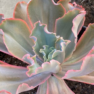 Extra Large succulents landscaping plants 3 gallon succulents 6 gallon pots