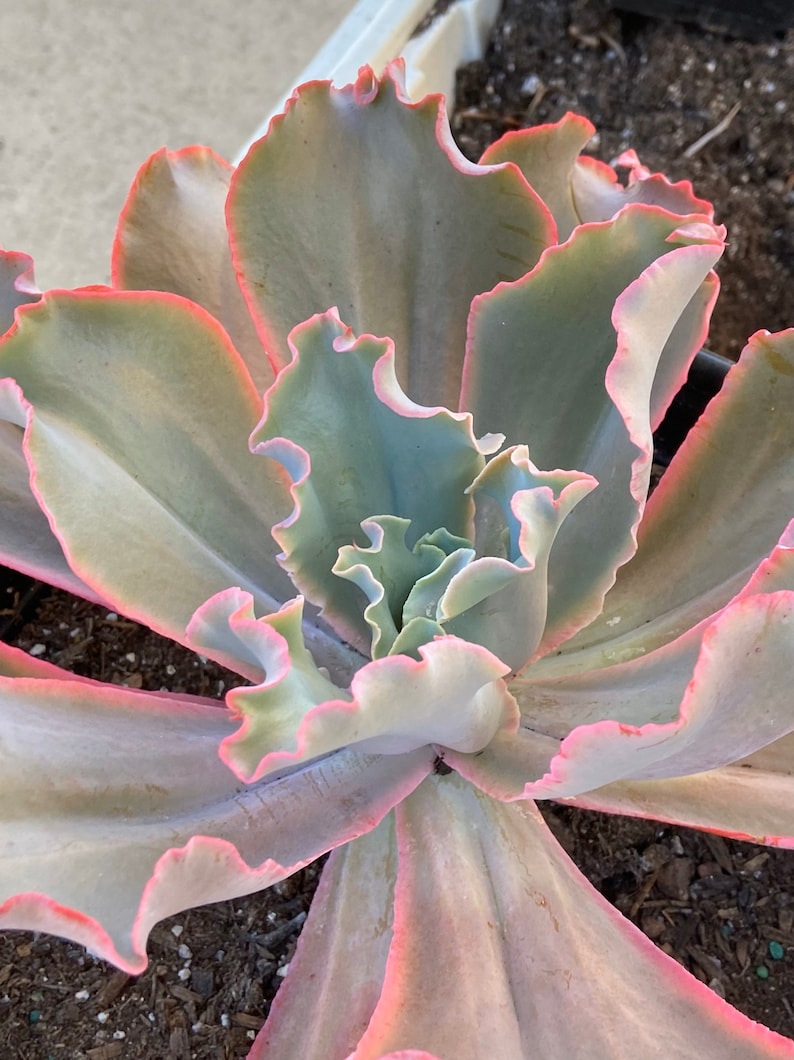 Large landscape sized echeveria