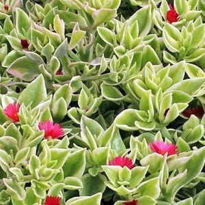 May include: A dense cluster of succulent plants featuring variegated leaves with light green centers and creamy white edges. Small, vibrant magenta-pink flowers are scattered throughout the foliage, providing a sharp color contrast against the light green and white leaves.