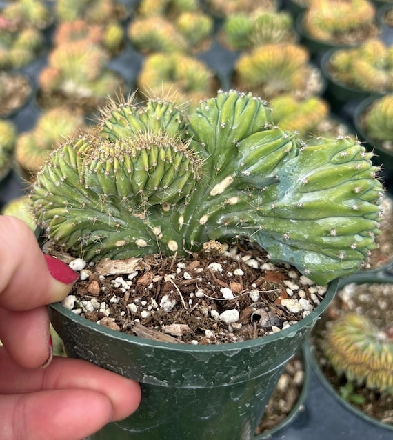 Myrtillocactus geometrizans f. cristatus - Dinosaur Back Rare crested  cactus living succulent plant 4