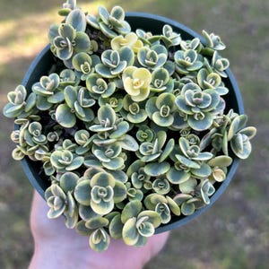 May include: A top-down view of a small, round, dark green pot filled with a succulent plant. The succulent has small, round, green leaves with yellow and cream-colored edges. The plant is in focus, with a blurred green background.