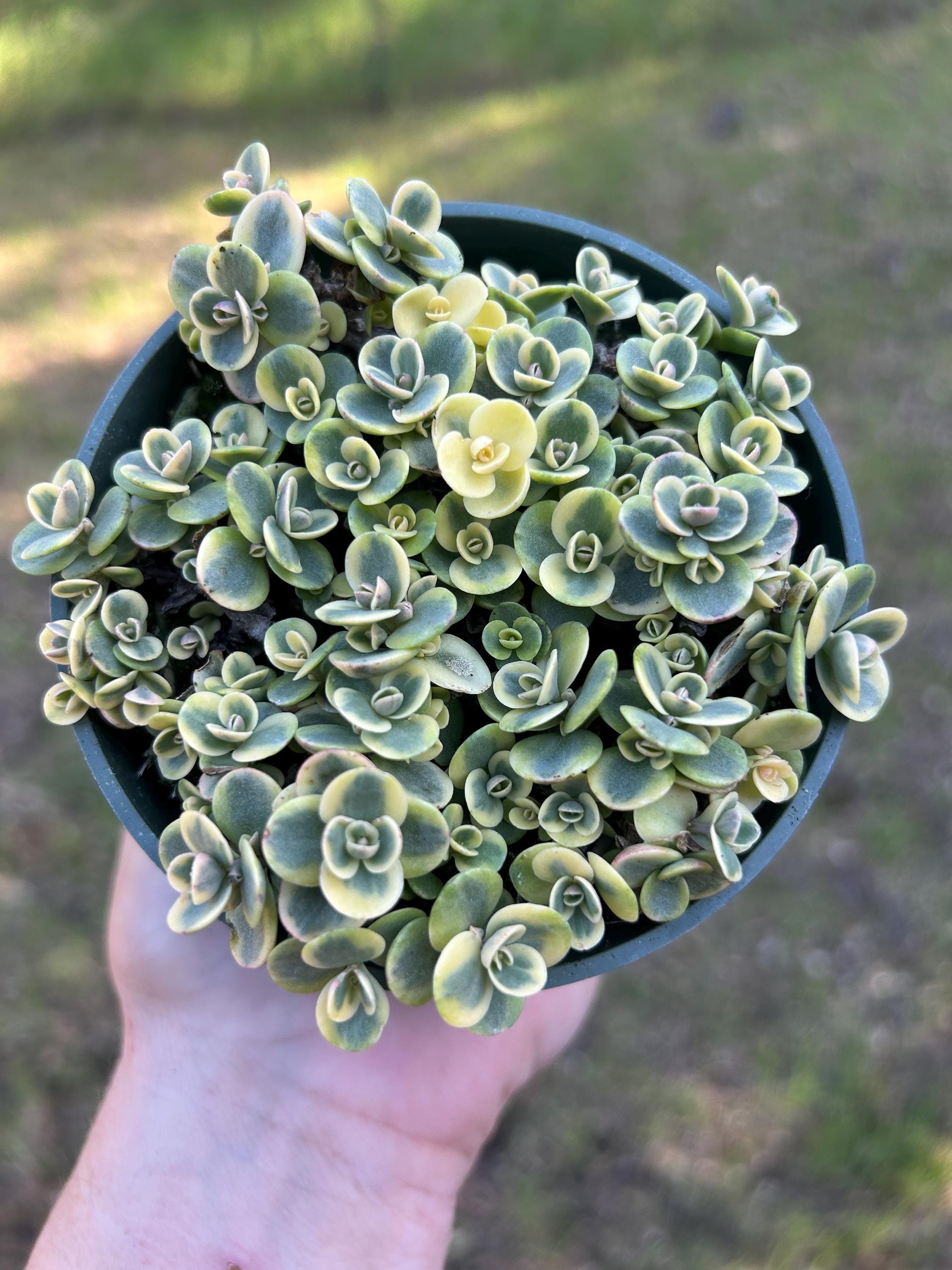 Sedum Sunsparkler Lime Twister 4” Full Pot Cold Hardy Succulent - Etsy