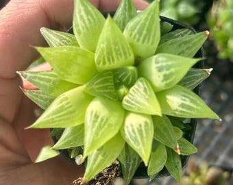 Haworthia Mirabilis 2” loaded with pups