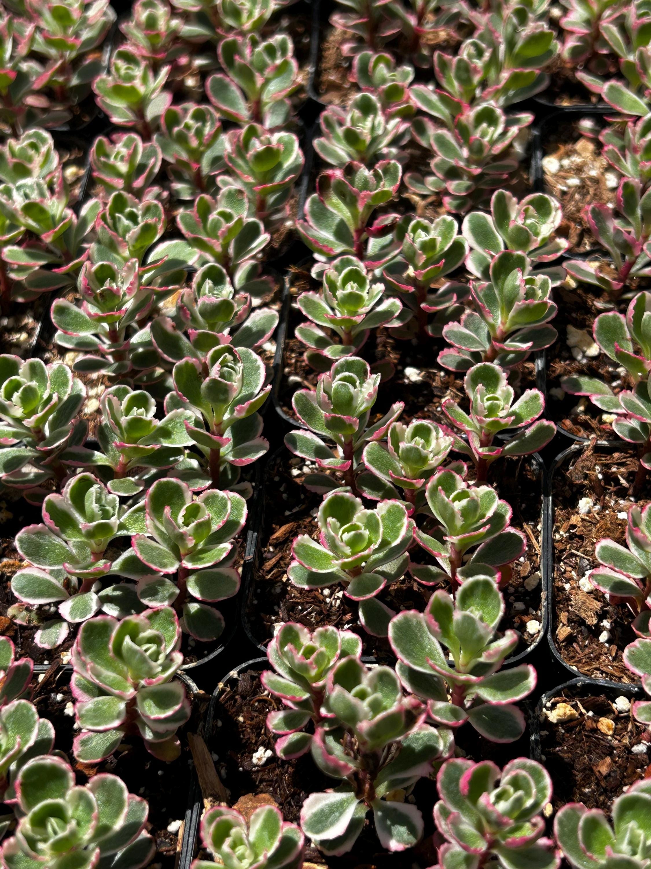 Tricolor Raspberry Ground Cover Tricolor Spurium Sedum 4” 2” Cold Snow Hardy Ground Cover Succulent ...