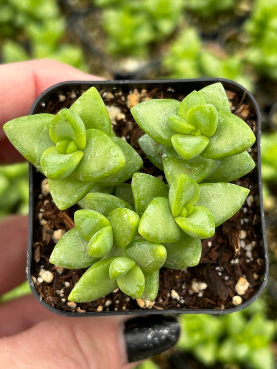 Babies Necklace Crassula Rupestris 2 'rosary Vine' Living Plant Succulents  - Etsy Sweden