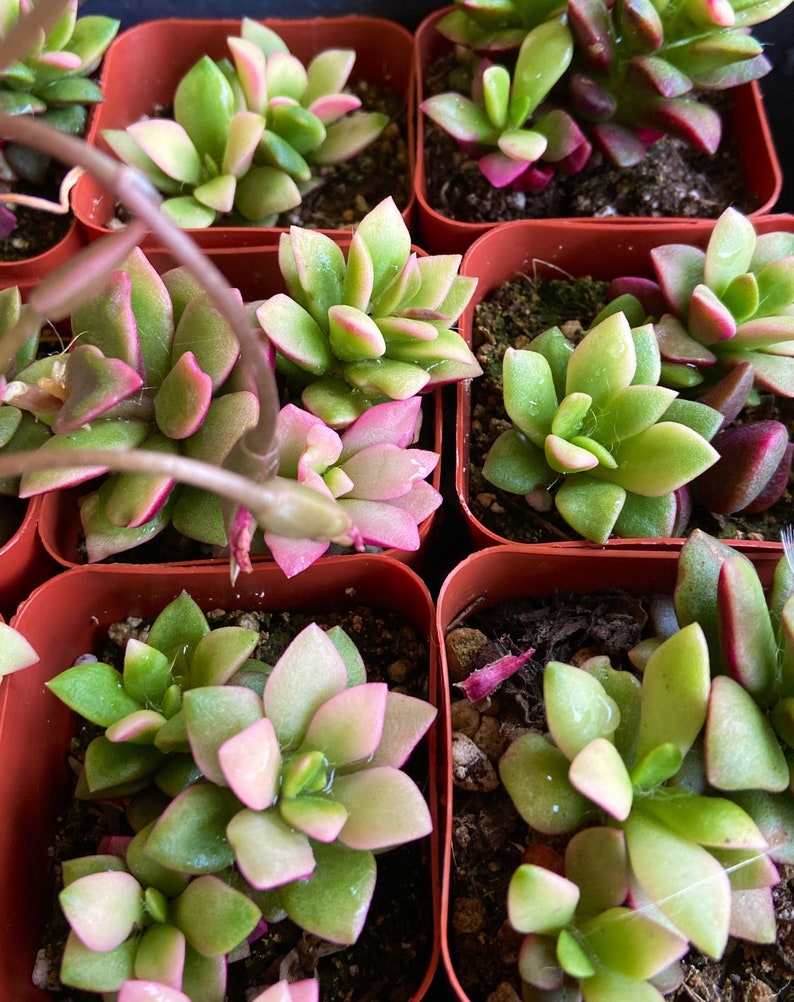 Anacampseros rufescens variegata rare beautiful dark purple | Etsy