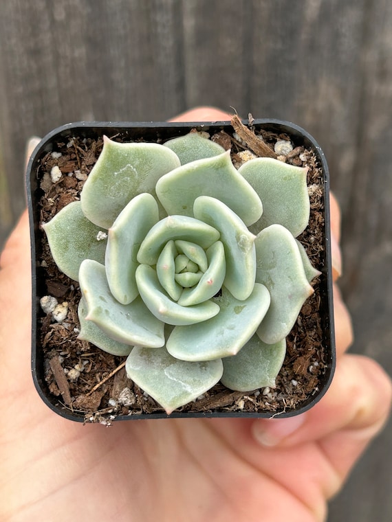 Echeveria lola living succulent plant 2 pot