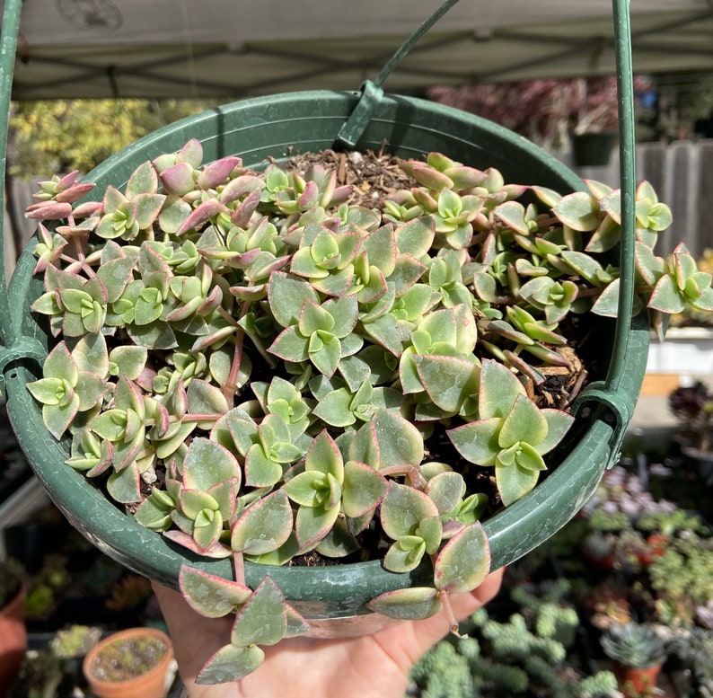 Variegated Calico Kitten rare succulent 8 hanging fully | Etsy