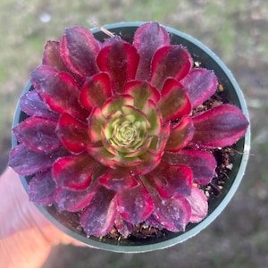 Aeonium Mardi Gras Succulent 4” rooted plant