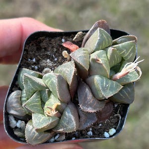 Haworthia retusa 2” pot 2 pack low light indoor succulent