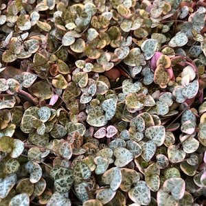 String of hearts variegated pink succulent 2” ceropegia woodii live plant gift vsoh image 3