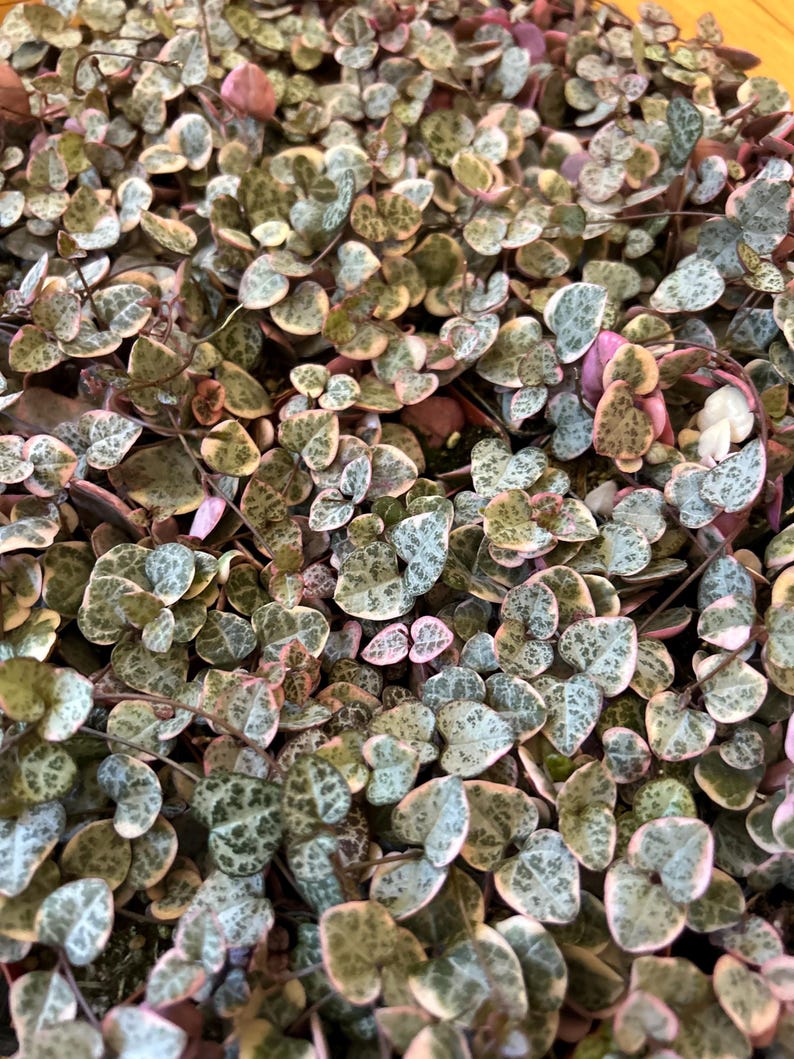 String of hearts variegated pink succulent 2” ceropegia woodii live plant gift vsoh image 3