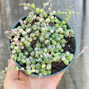 Variegated String of pearls rare 4”