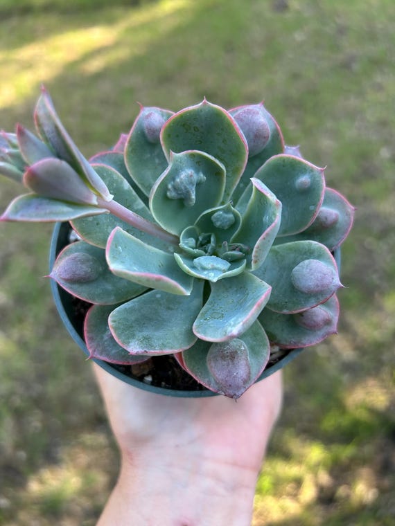 does led light help plants grow GL-100 Grow Light