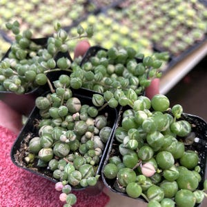 Variegated String of pearls rare senecio Rowleyanus full 2” pots