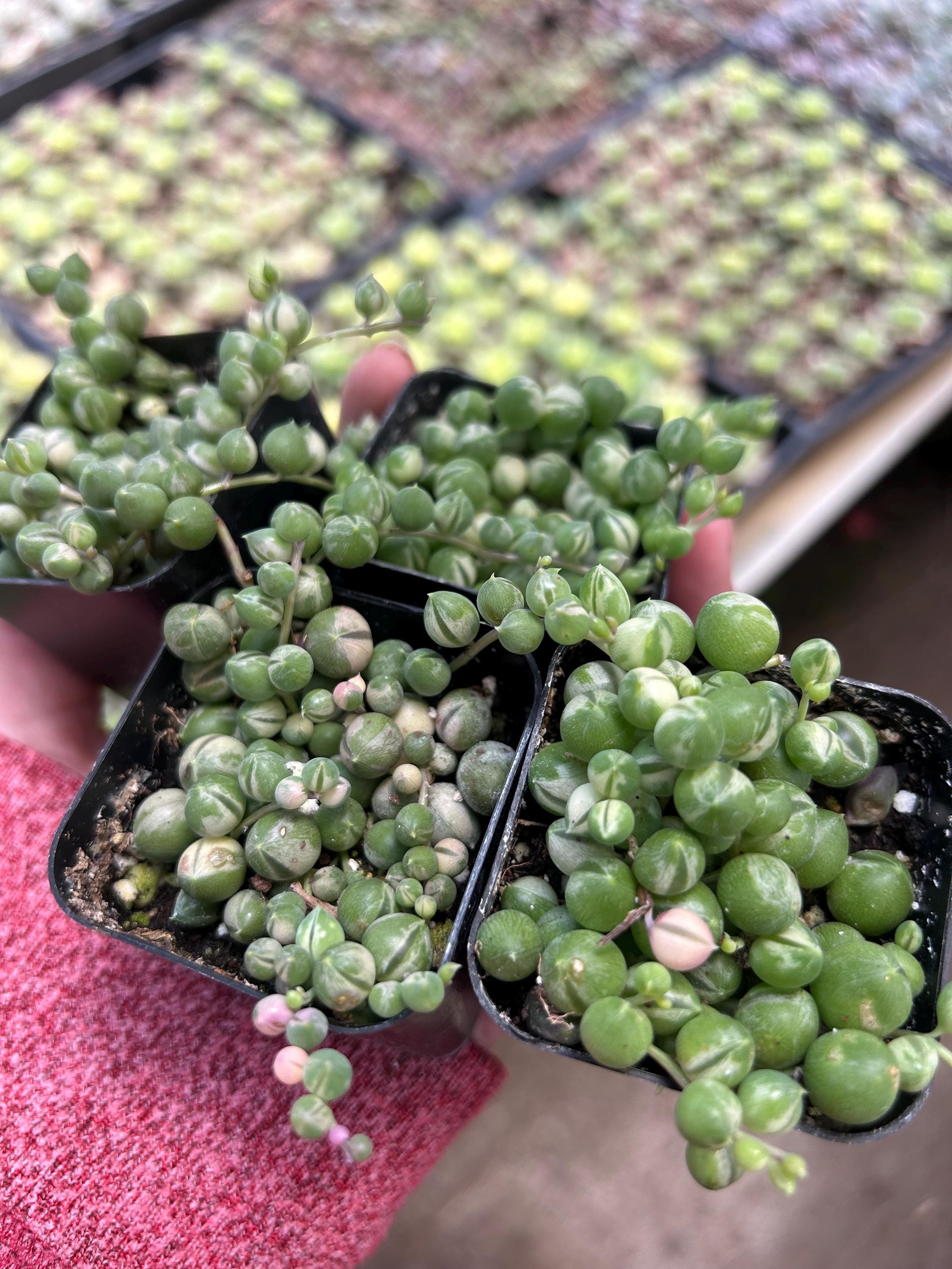 Variegated String of pearls rare senecio Rowleyanus full 2” pots