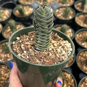May include: A close-up of a green succulent plant in a dark green plastic pot. The succulent has stacked, layered leaves. The pot contains soil and small rocks. Other potted succulents are visible in the background.