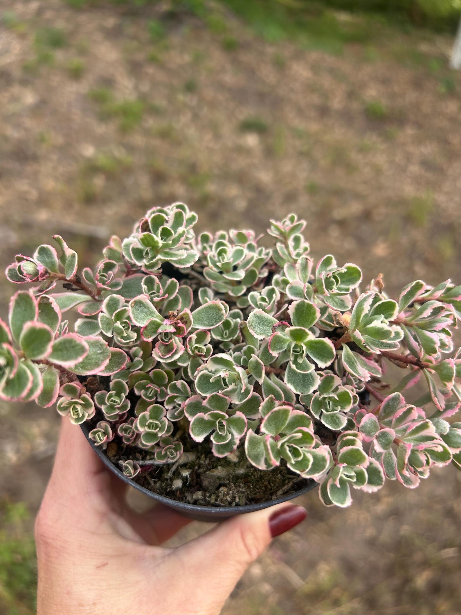 Tricolor Raspberry Ground Cover Tricolor Spurium Sedum 4” Cold Hardy Ground Cover - Etsy