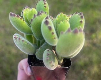 Rare Bear paw Cotyledon tomentosa 2”
