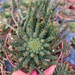 Euphorbia flanaganii Medusa's head succulent rare cactus 4” & 12” thick trunk jumbo yellow flowers