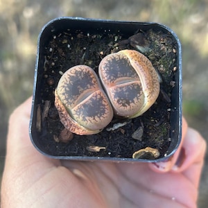 May include: A small, square black pot containing two Lithops plants. The plants have a mottled pattern of brown and tan, resembling small stones. The pot sits in dark soil, and the background is blurred.