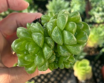 Haworthia cymbiformis mini two pack 2”